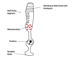 The Rod Photoreceptor Cell